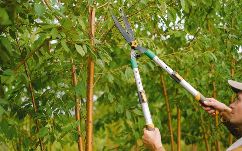 Tree trimming in Knox, ND