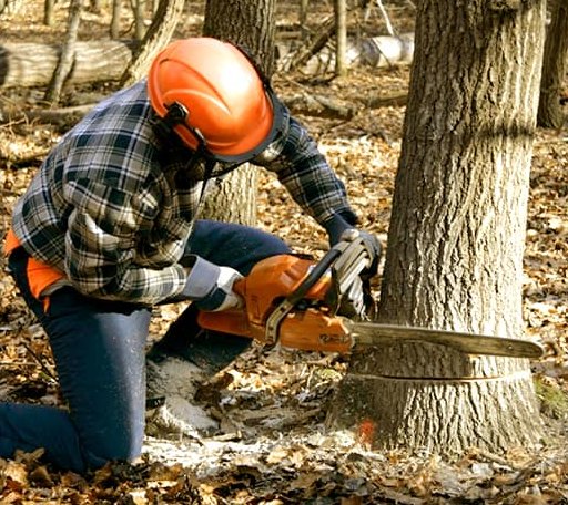 Tree Removal in Knox, ND